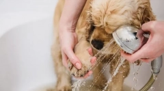 4 Chyby, ktoré robia majiteľov psov pri umývaní labky po prechádzke